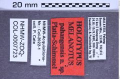 Etikette zu Melanotus pahangensis (Platia & Schimmel, 2001) (NHMW-ZOO-COL-0007723)